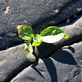 Biodynamische Osteopathie